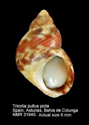 Tricolia pullus picta (2).jpg - Tricolia pullus picta(da Costa,1778)